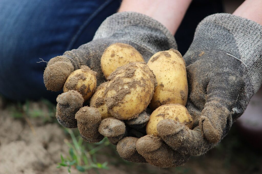 coltivatore tiene in mano patate