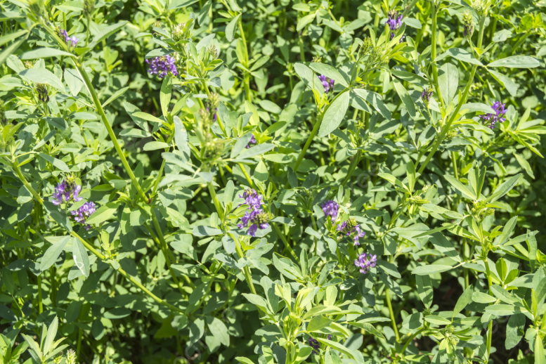 erba medica in fiore