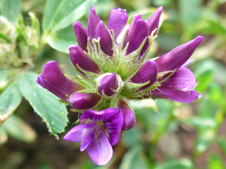 fiore dell'erba medica