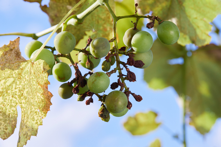 grappolo d'uva con foglia malata