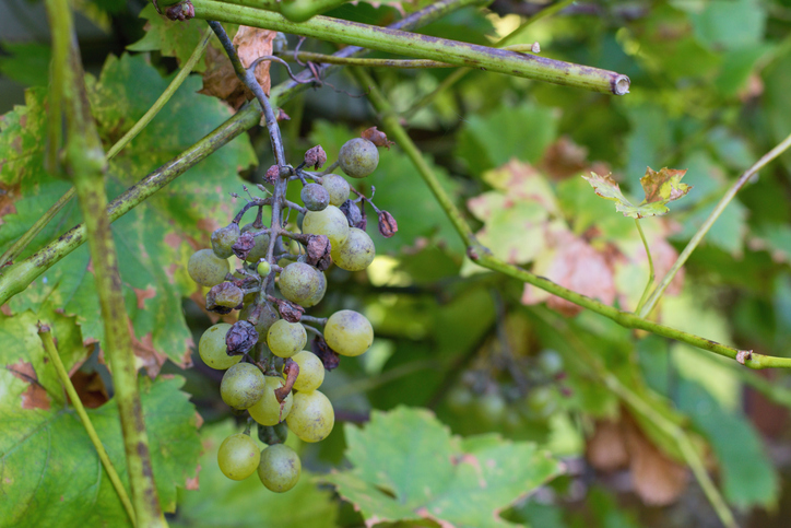 Peronospora su grappolo di uva