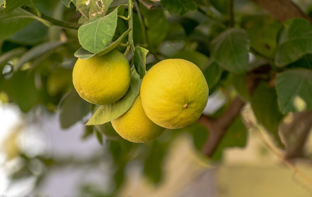 limoni su albero