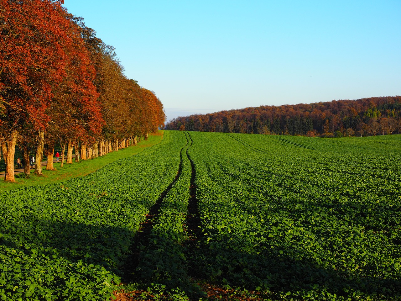 campo concimato con piano di concimazione