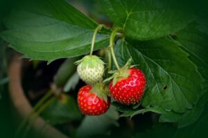 concimazione fragola