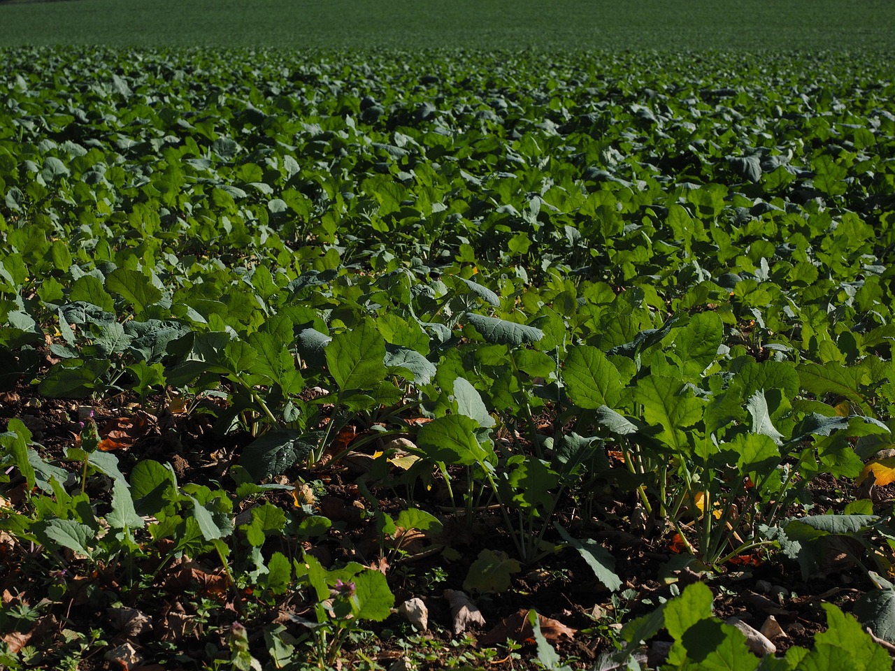 Concimazione fosfatica