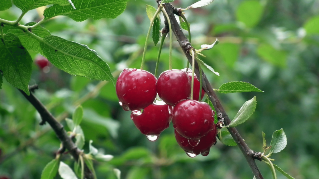 ciliegie mature