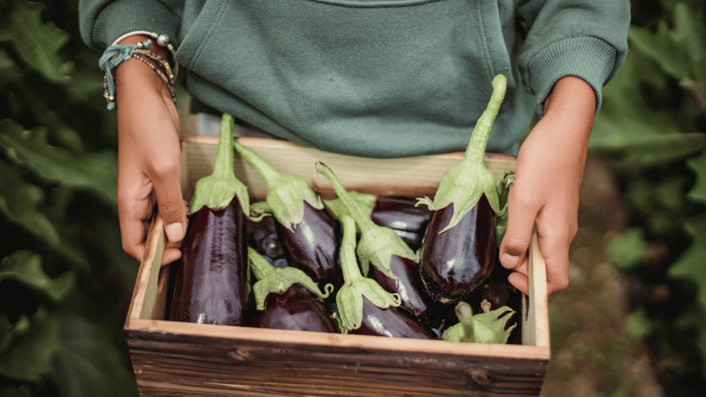 donna che mantiene cassetta di melanzane