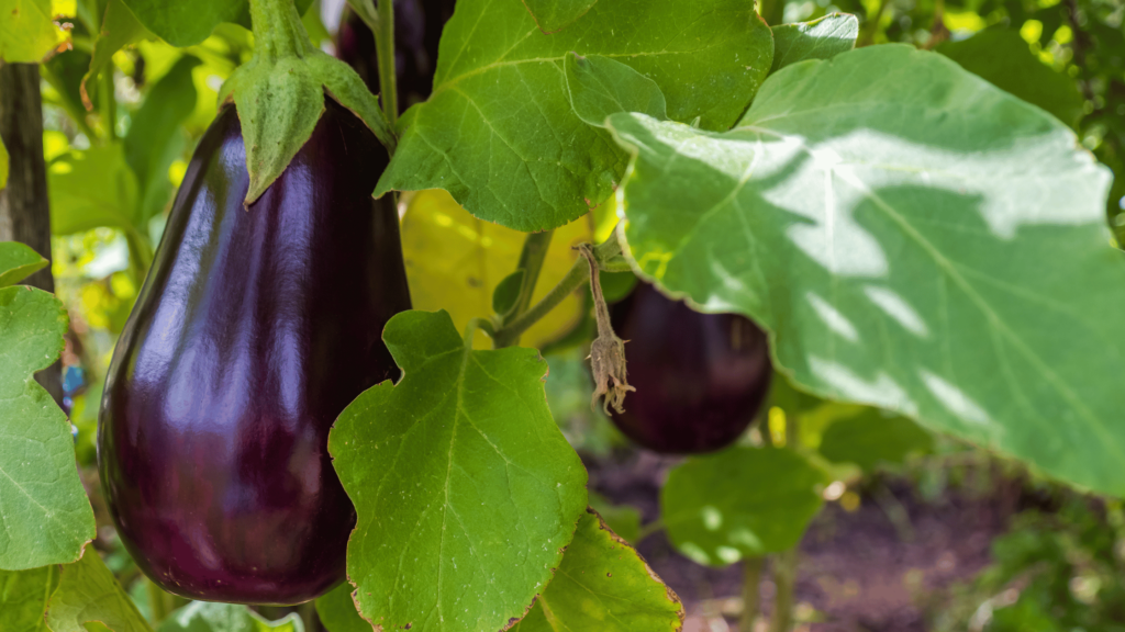 piante di melanzane con ortaggi