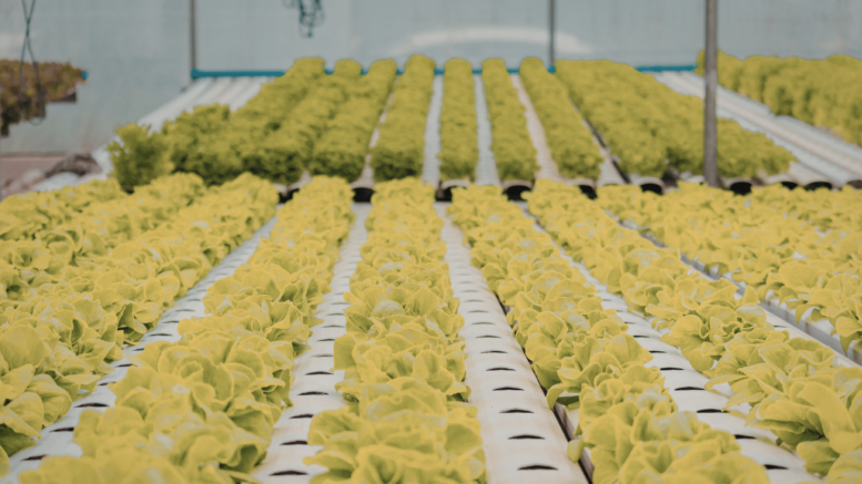 Agricoltura aeroponica