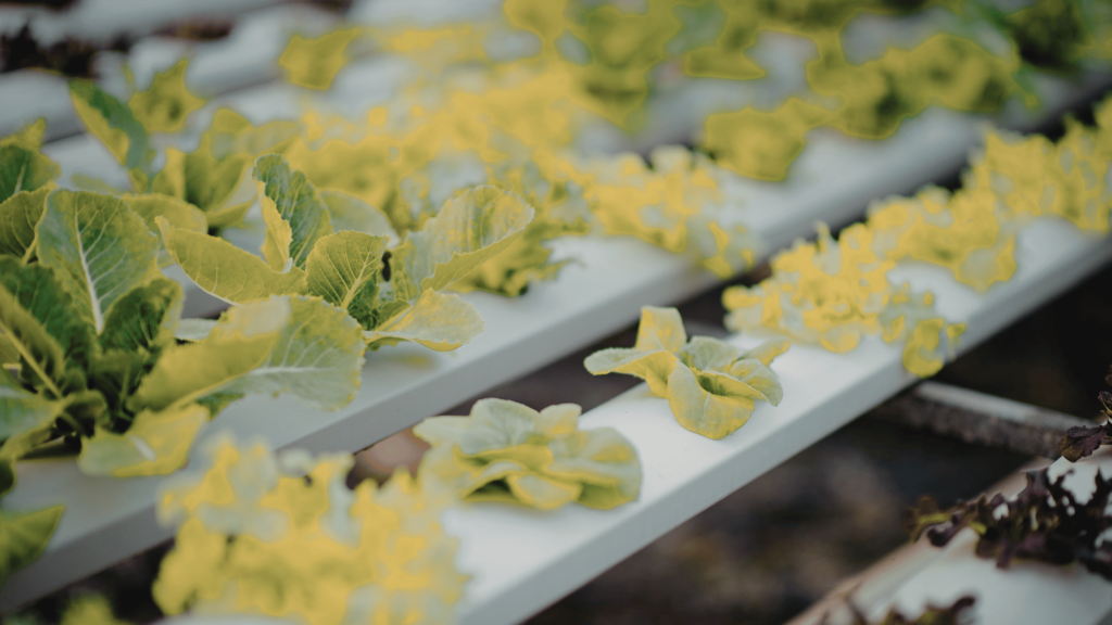 come funziona l'agricoltura aeroponica