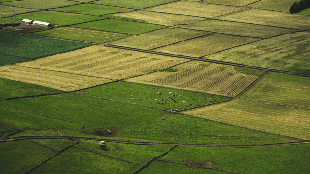 campo coltivato con agricoltura conservativa