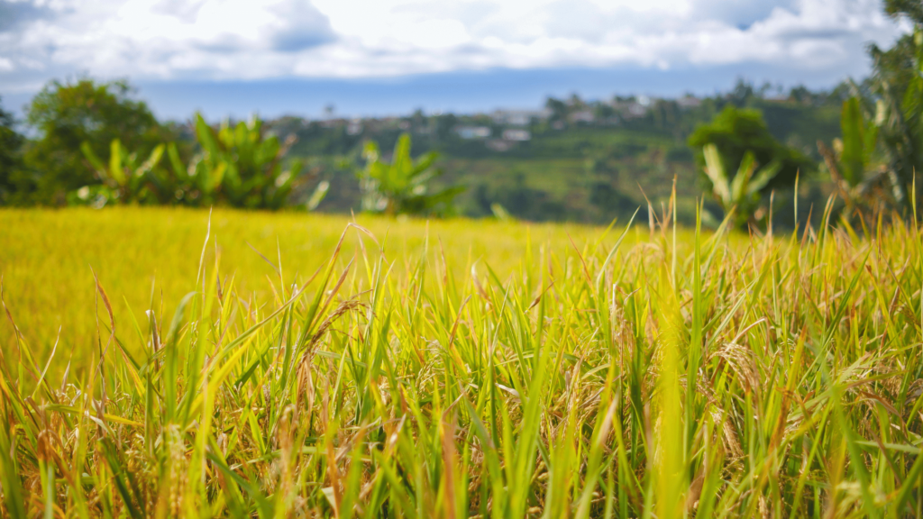 campo di grano