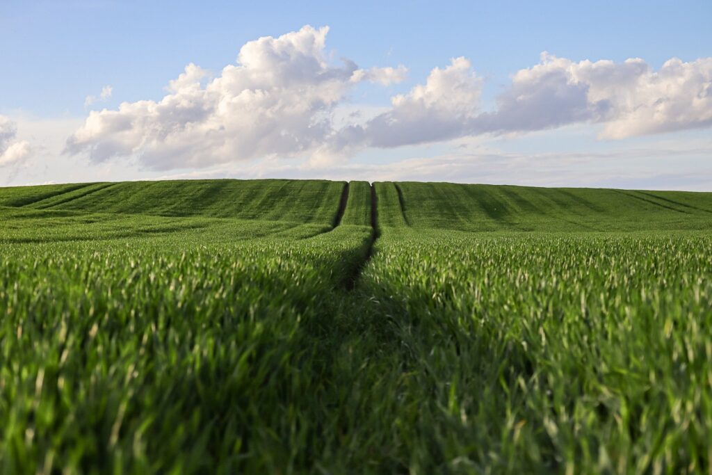 campo di grano 