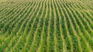 agricoltura di piantagione