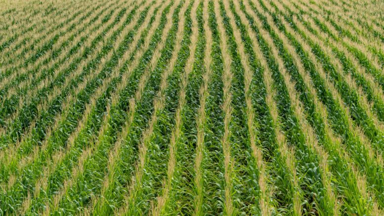 agricoltura di piantagione