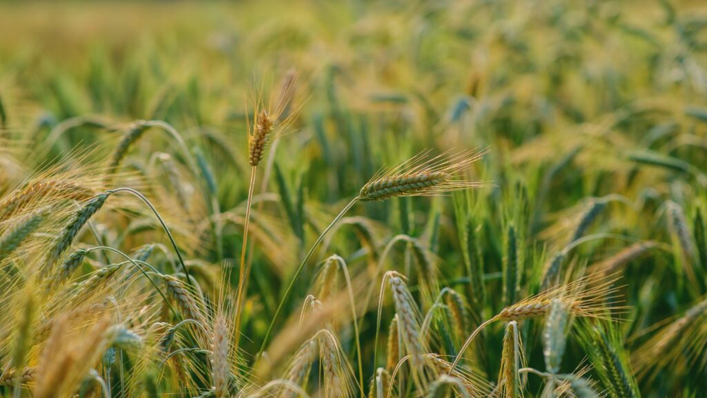 campo di grano