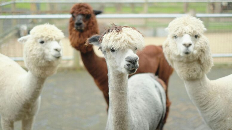 allevamento alpaca