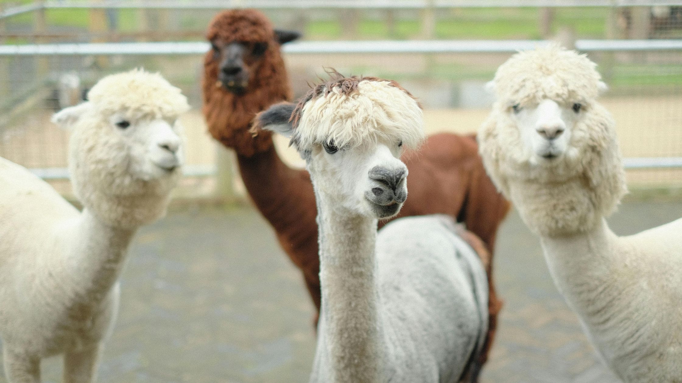allevamento alpaca