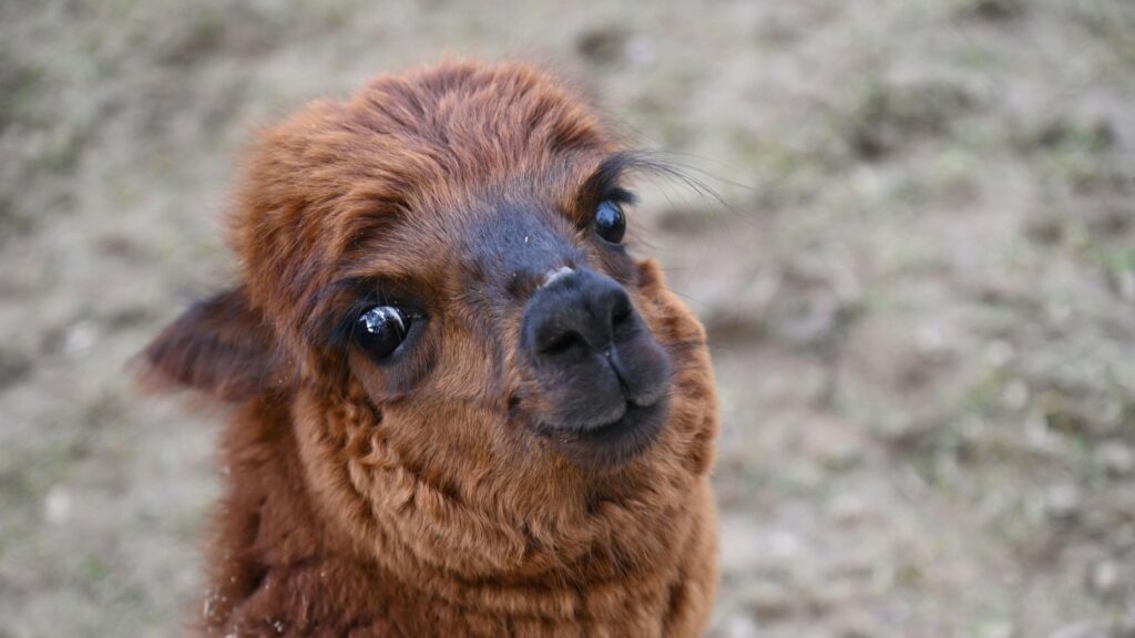 alpaca marrone