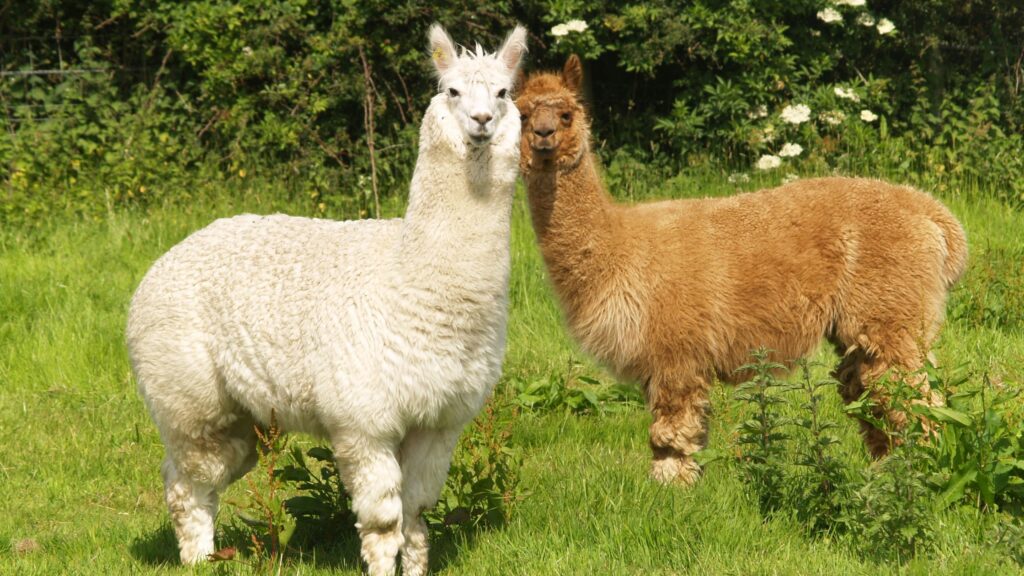 esemplari di alpaca