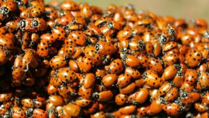 allevamento di coccinelle