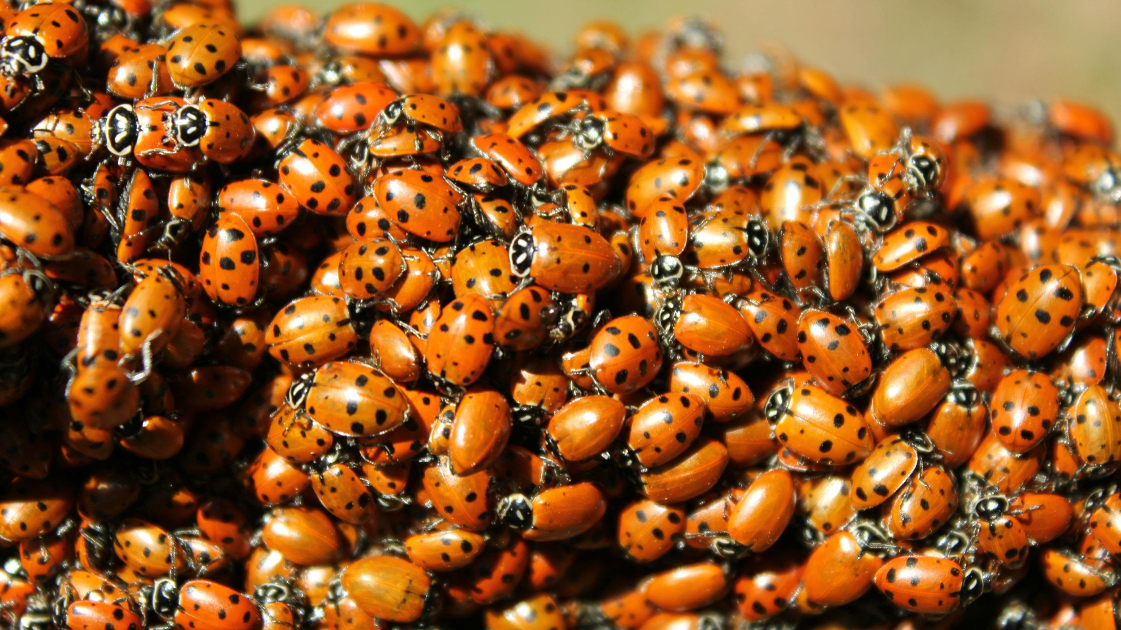 allevamento di coccinelle