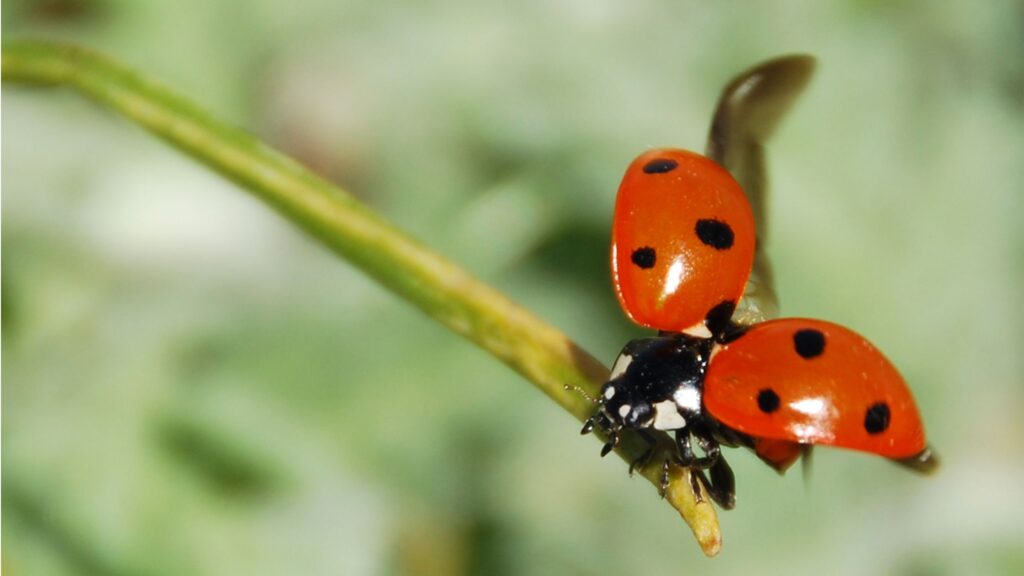 coccinelle con ali aperte