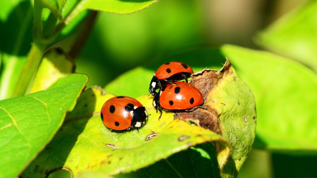 coccinelle su foglia